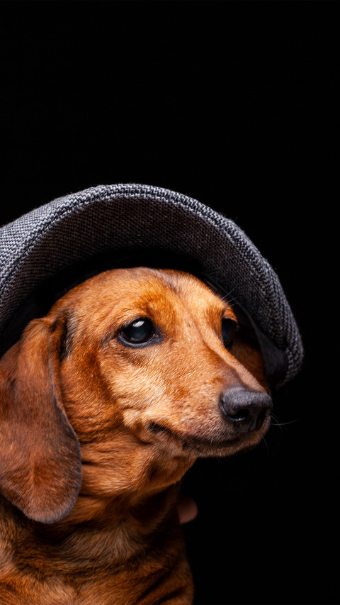 A golden retriever wearing a hat screenshot