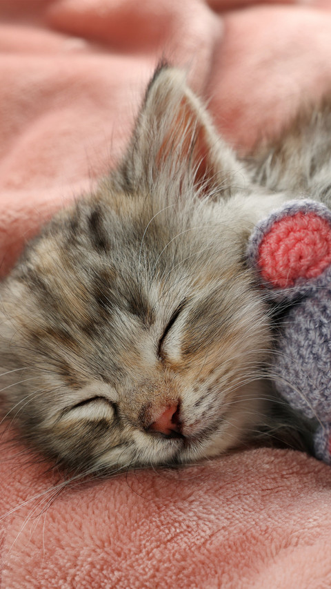The cat is sleeping with a toy in its arms screenshot