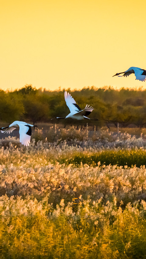 At dusk the shadows of cranes return to the woods screenshot