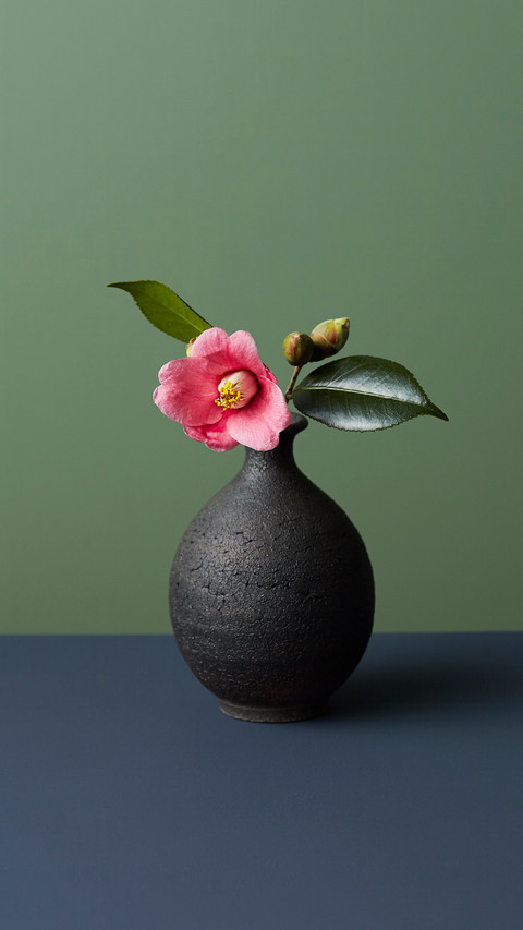 How to fertilize Camellia 64 screenshot