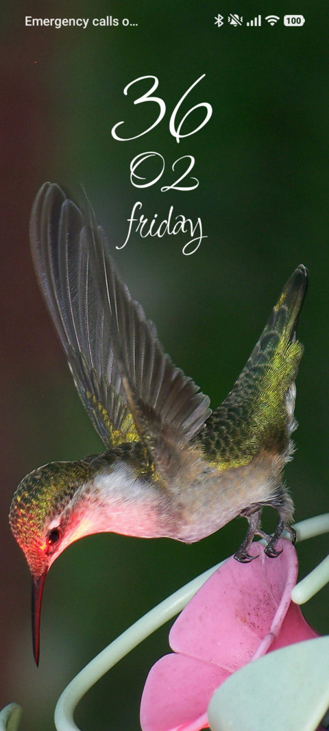 Pink Flutter screenshot