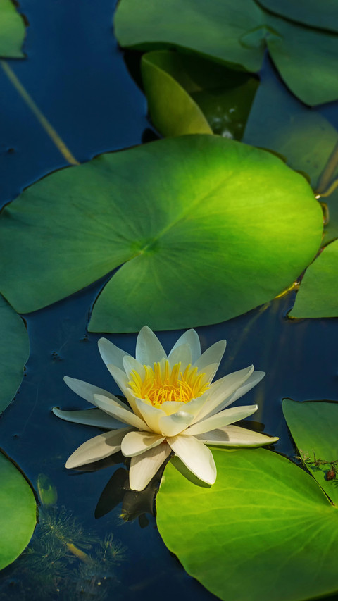 Lotus in summer screenshot