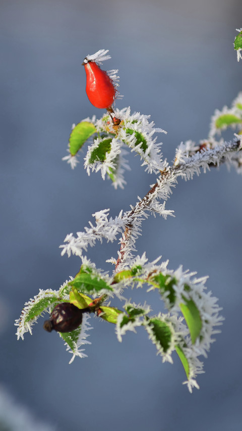 Winter plants screenshot