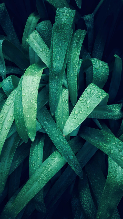 Drops and Green Leaves screenshot