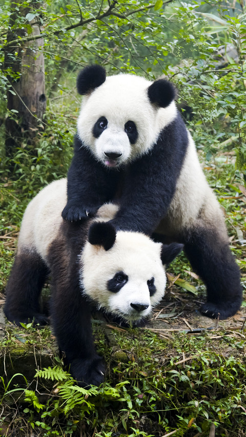Lovely Panda in Forest screenshot