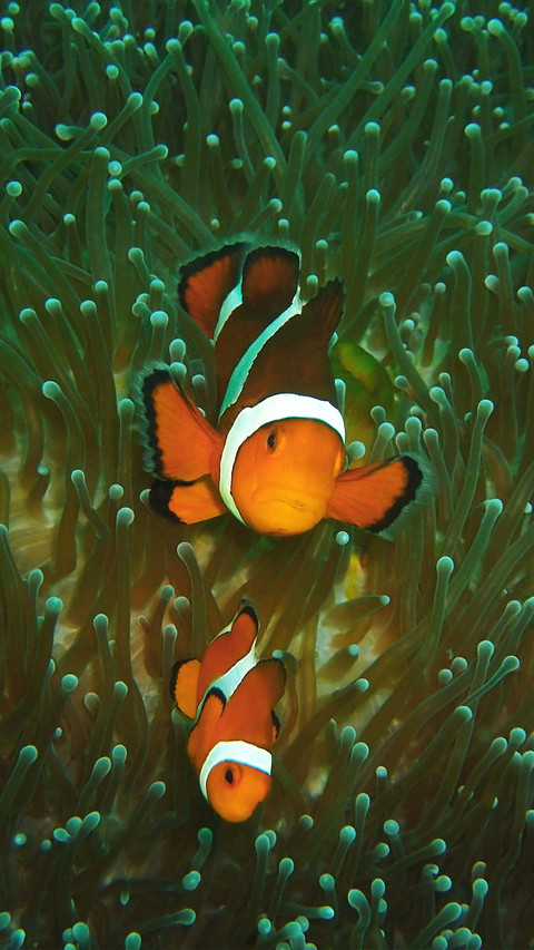 The most beautiful tropical fish 72 screenshot