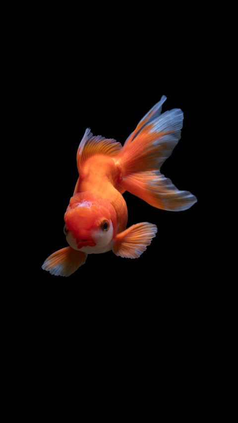 Marine Life (16) screenshot