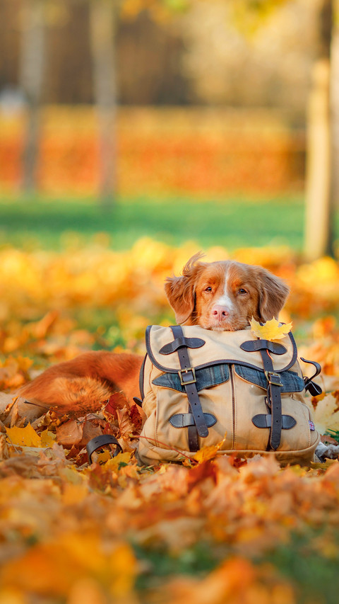 The dog lies on a bag in the autumn in park screenshot