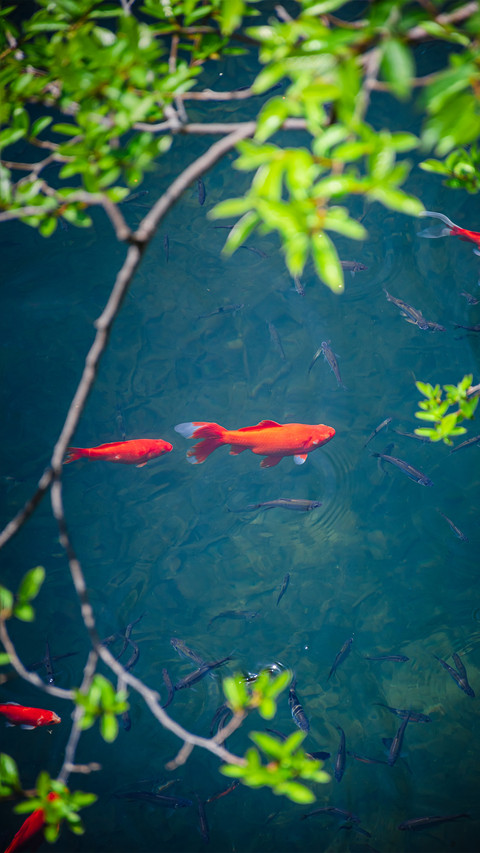 Red koi fish screenshot
