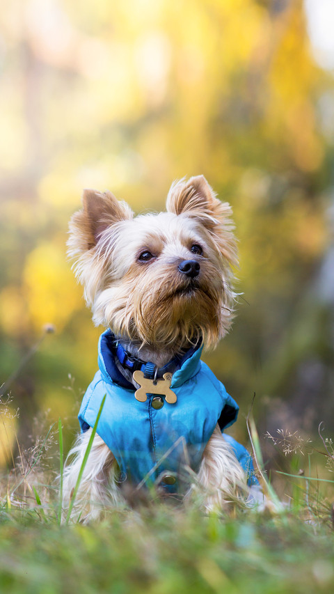 Funny yorkshire terrier screenshot