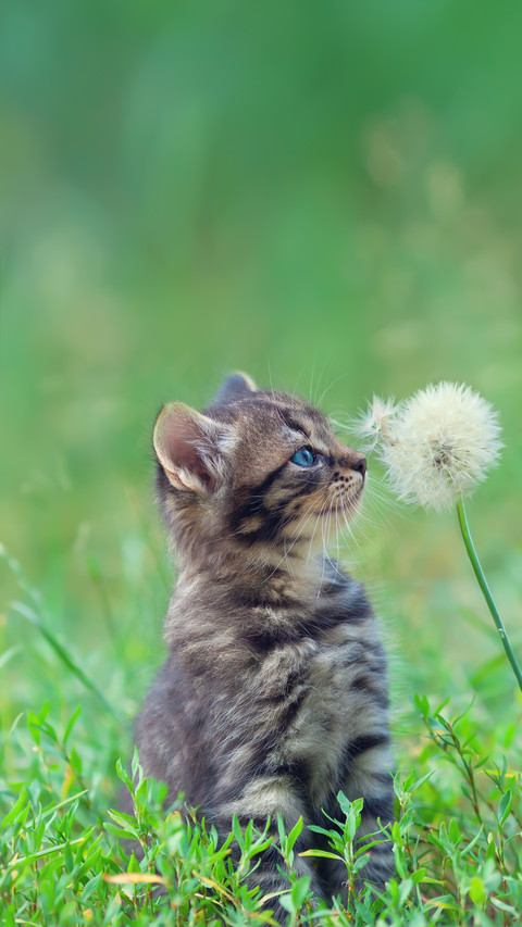 Little Kitten Sniffing Dandelion screenshot