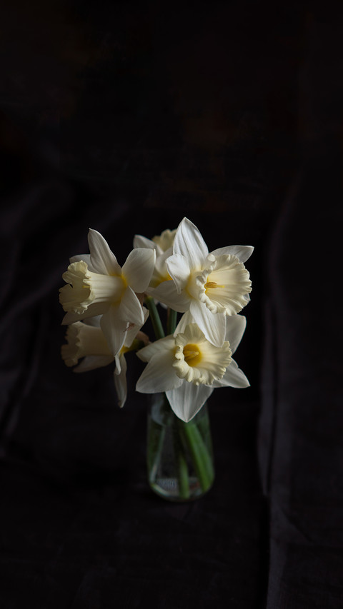 Bouquet of white blossom daffodils on the black background screenshot