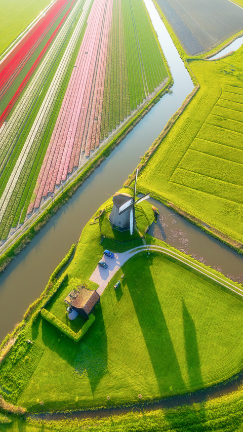 Aerial view of tulip fields in Denmark screenshot