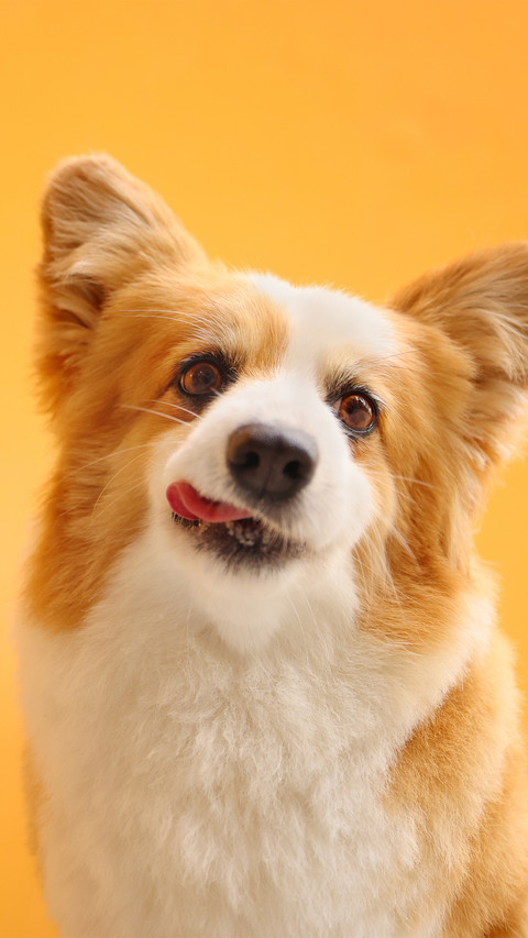 A corgi with its head tilted and tongue sticking out screenshot
