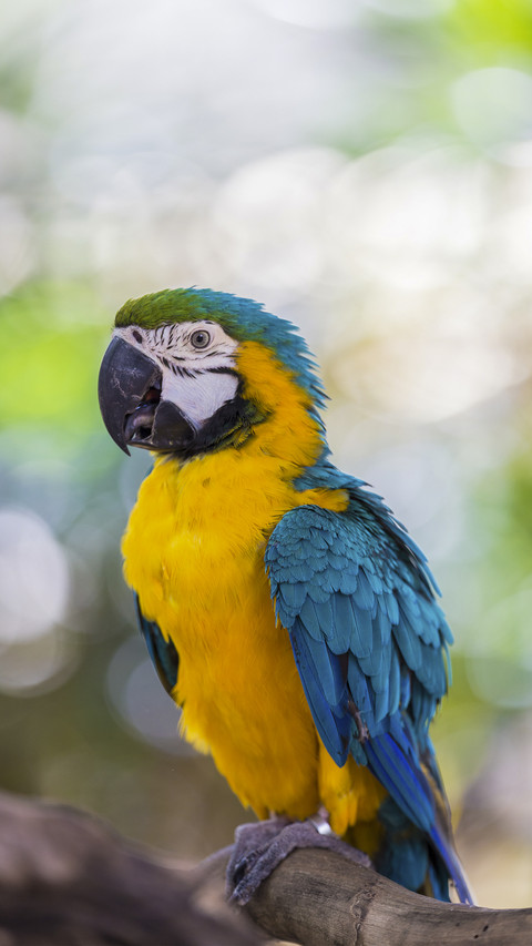Blue and Gold Macaw screenshot