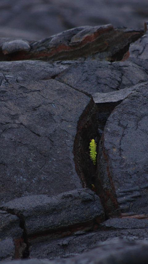A Hawaiian Seedling's Growth Journal screenshot