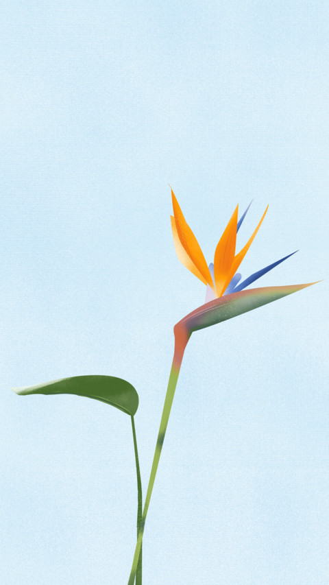 植物插画-视觉中国 screenshot
