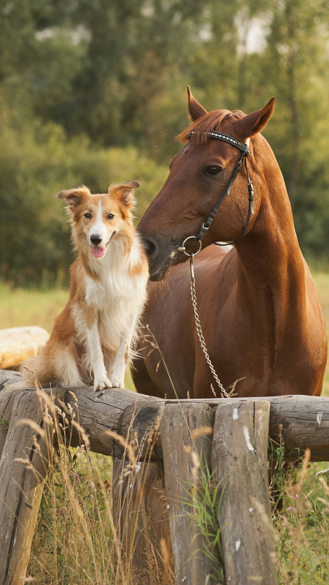 Sheep Dog and Friend Horse screenshot