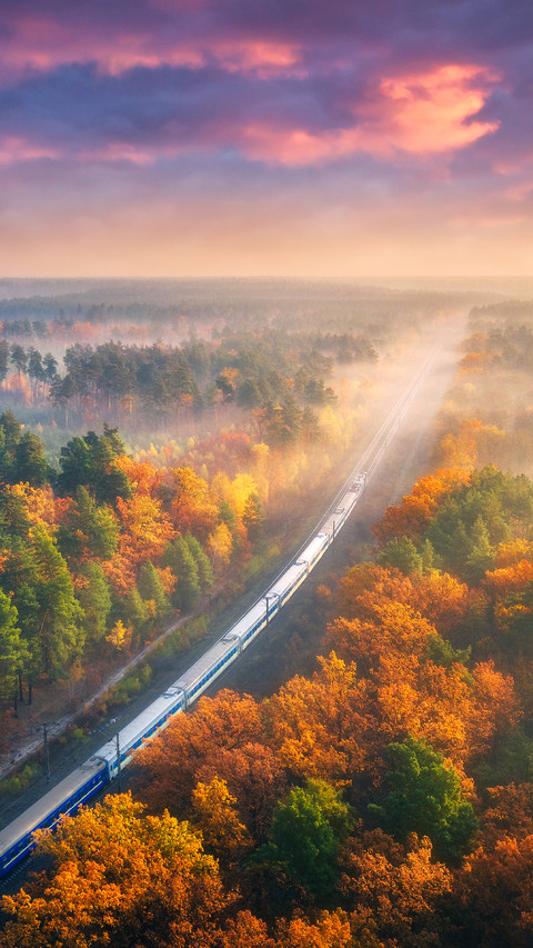 Passenger Train and Beautiful Forest in Fog At Sunset screenshot
