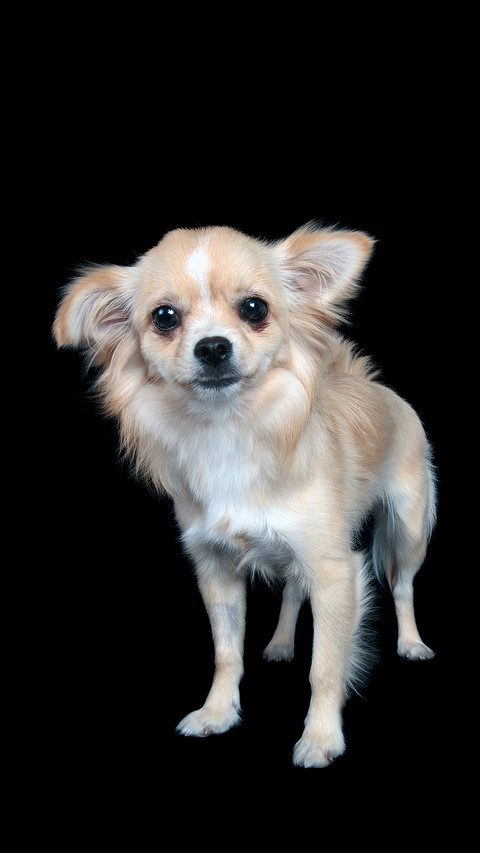 Is Chihuahua purebred 3 screenshot