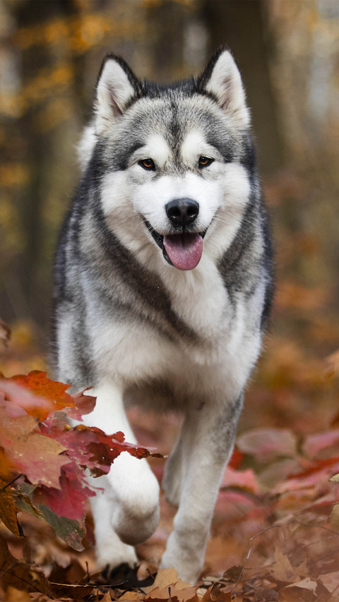 Dog screenshot
