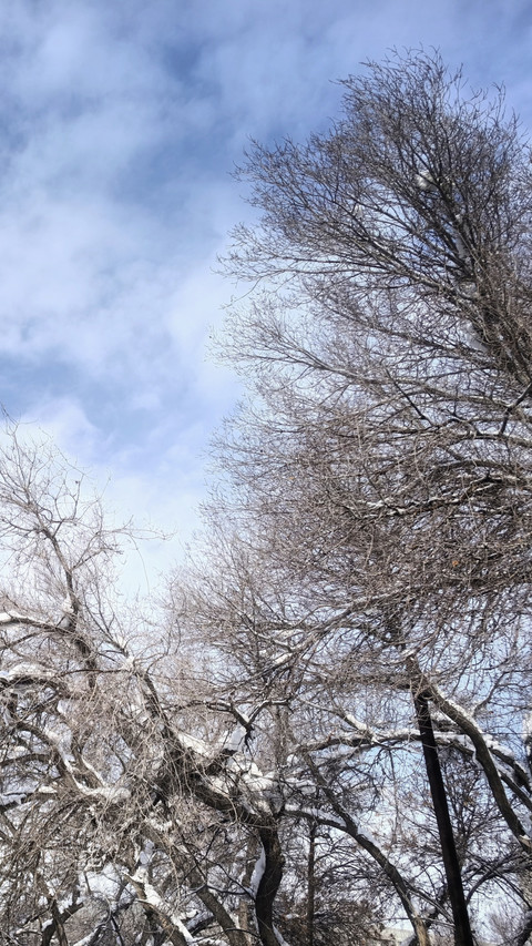 Snow Falls on Withered Branches in an Ink Painting screenshot