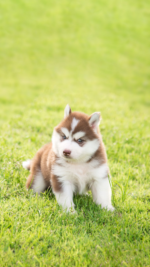 A Cute Husky Puppy Standing and Looking on Green Grass screenshot