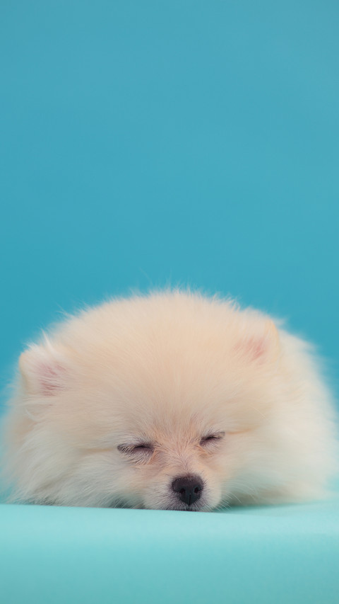 可爱萌宠博美犬 screenshot