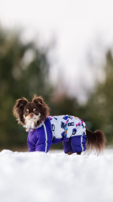Brown chihuahua dog posing outdoors in winter screenshot