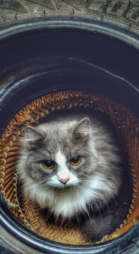 Cute Animals (38) screenshot