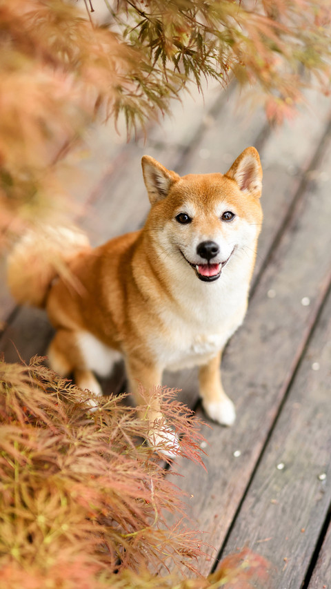 Firewood dog firewood dog firewood dog firewood dog 20 screenshot