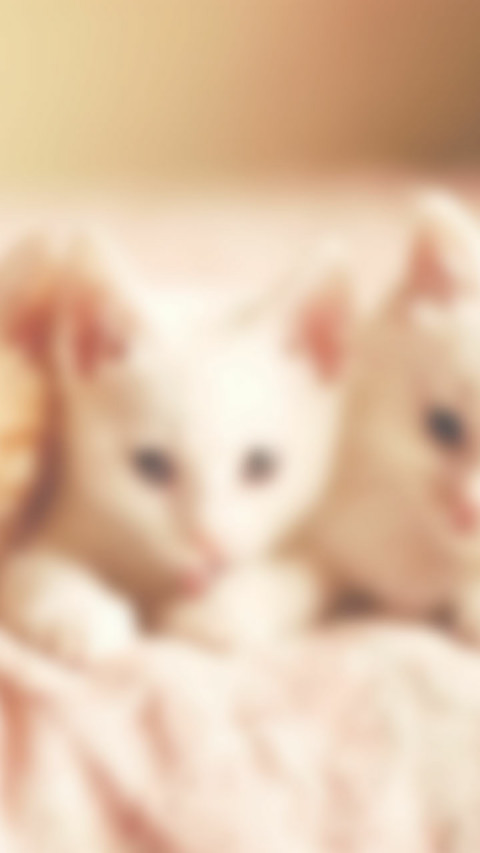 猫之物语喜猫 screenshot