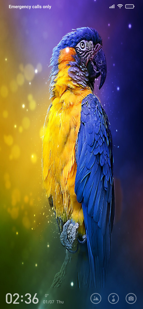 Love Birds screenshot