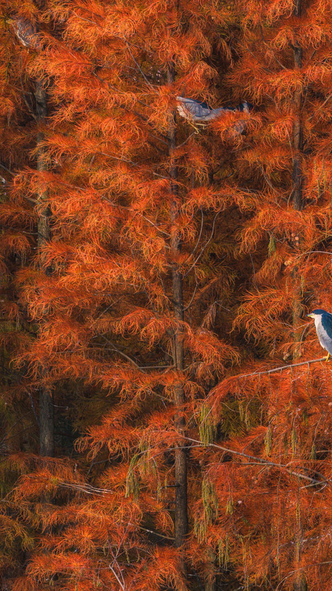 Egrets roost in the dawn redwood forest screenshot