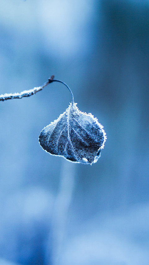 The key to winter health preservation lies in hiding 2 screenshot