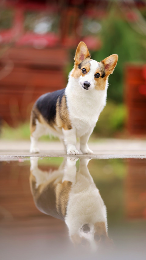 Will Pet Dogs Proactively Admit Mistakes 3 screenshot