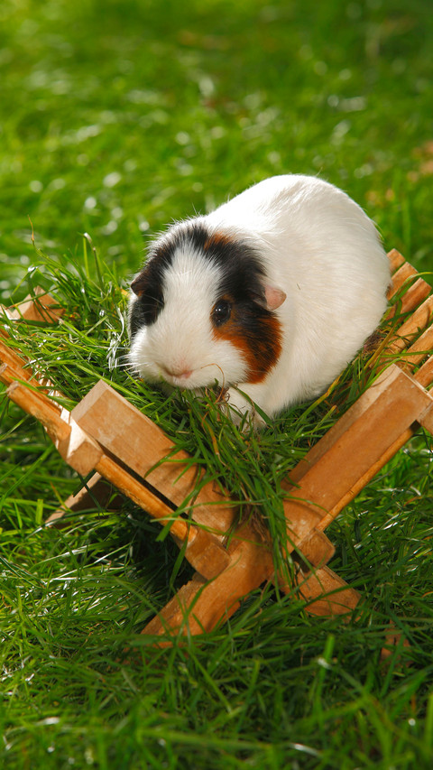 Guinea pig screenshot