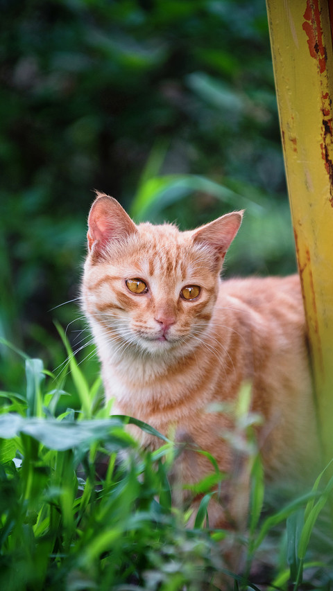 Cat screenshot