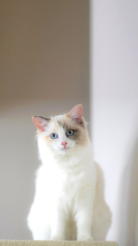 White Ragdoll cat screenshot