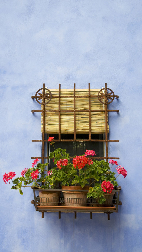 Iron window grille with potted geraniums on facade screenshot