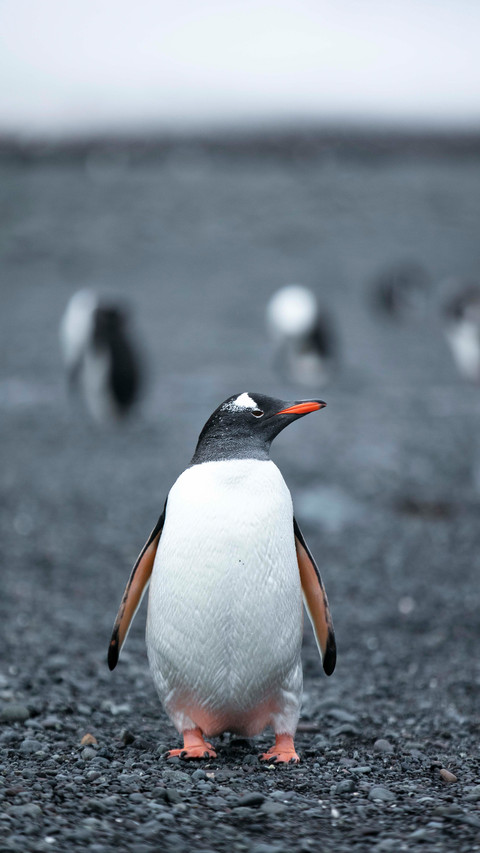 Why are there no penguins in the arctic screenshot