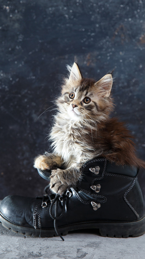 Cat screenshot