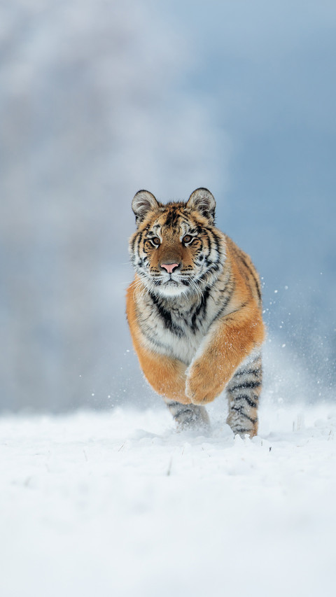 Tiger screenshot