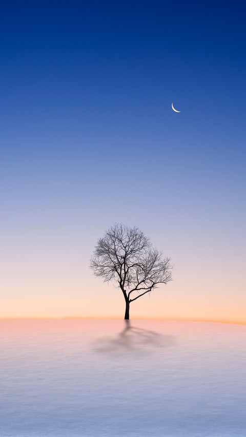 A Tree on Snow screenshot