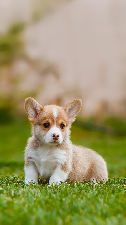 Corgi Puppies on the Lawn screenshot