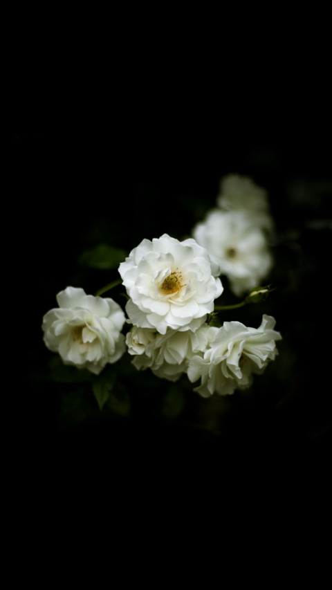 Amoled HD  (15) screenshot