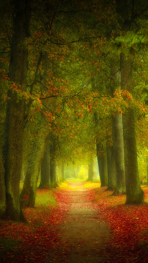 Beautiful Foggy Autumn Forest and Forest Path screenshot