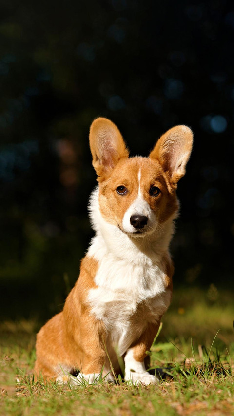 Dog157 screenshot