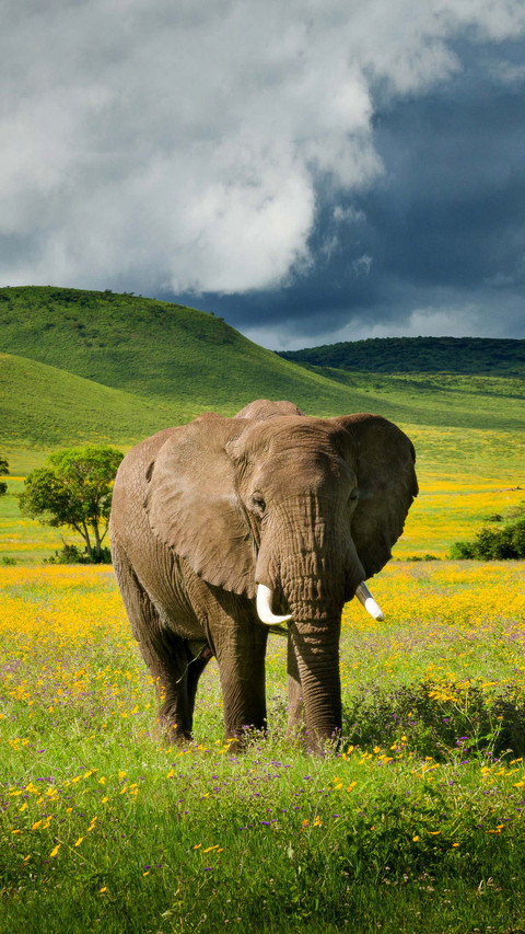 Disabled elephant 21 screenshot