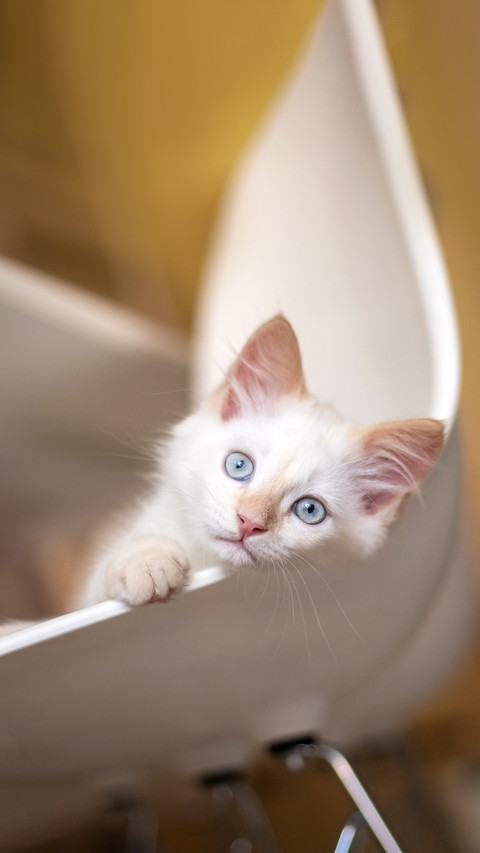 Home life with a pet. Kitten plays on a chair screenshot